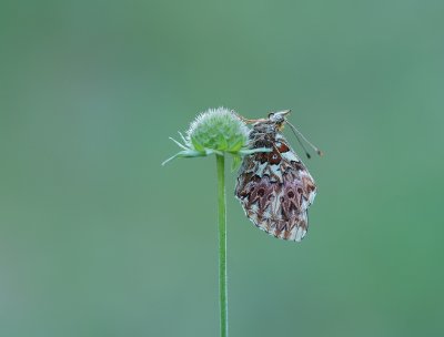 Titania's Parelmoervlinder / Titania's Fritillary