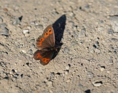 Grote Erebia / Large Ringlet