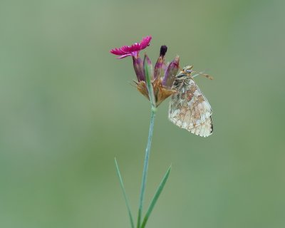 Bergparelmoervlinder / Mountain Fritillary