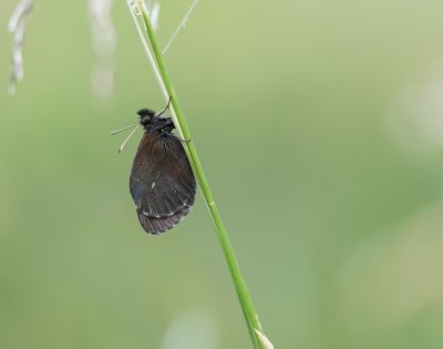 Grote Erebia / Large Ringlet