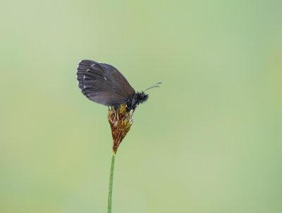 Grote Erebia / Large Ringlet