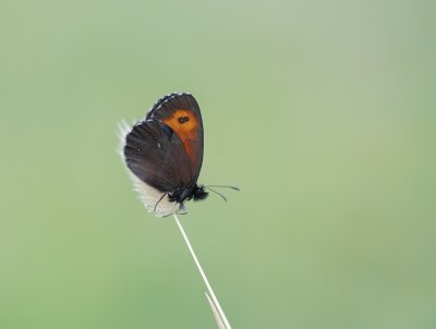 Grote Erebia / Large Ringlet