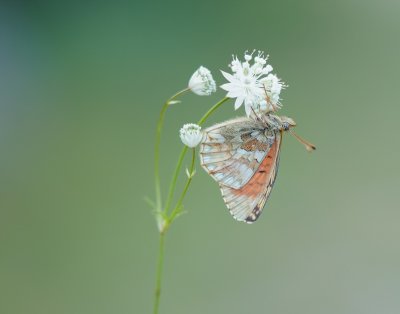 Bergparelmoervlinder / Mountain Fritillary