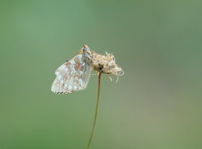 Bergparelmoervlinder / Mountain Fritillary