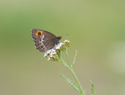 Grote Erebia / Large Ringlet
