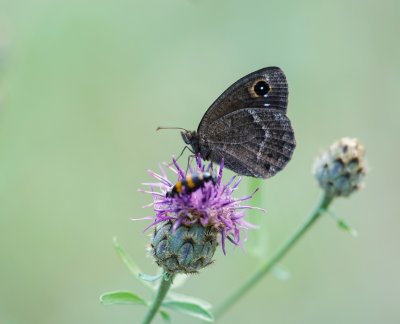 Groot Saterzandoog / Great Sooty Satyr