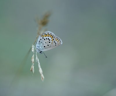 Vals Heideblauwtje / Idas Blue