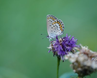Kroonkruidblauwtje / Reverdin's blue