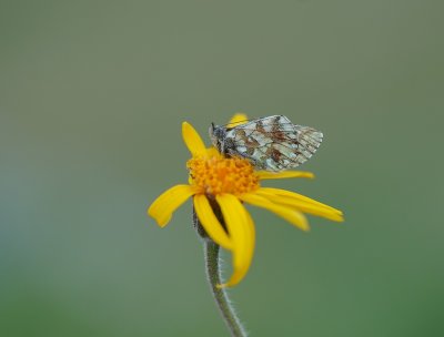 Herdersparelmoervlinder / Shepherd's Fritillary