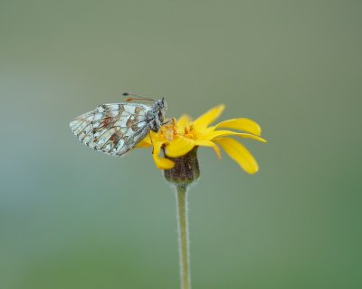Herdersparelmoervlinder / Shepherd's Fritillary