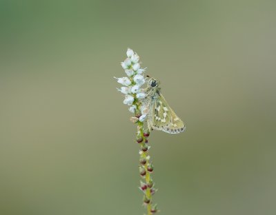 Kommavlinder / Silver-spotted Skipper