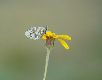 Herdersparelmoervlinder / Shepherd's Fritillary