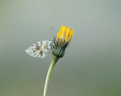 Herdersparelmoervlinder / Shepherd's Fritillary