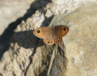 Kleine Rotsvlinder / Northern Wall Brown