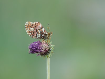 Titania's Parelmoervlinder / Titania's Fritillary