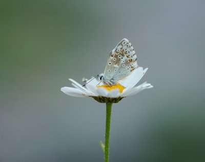 Bleek Blauwtje / Chalk-hill Blue