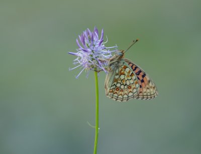 Duinparelmoervlinder / Niobe Fritillary