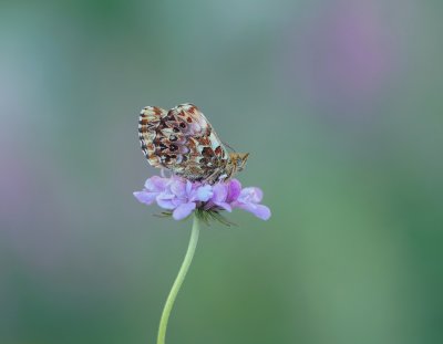 Titania's Parelmoervlinder / Titania's Fritillary