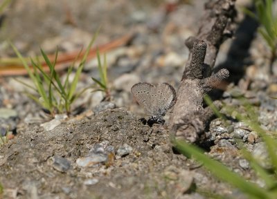 Dwergblauwtje / Little Blue, Small Blue