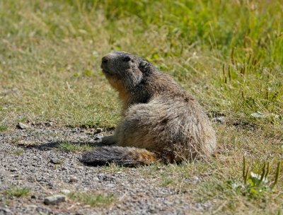 :: Alpenmarmot / Alpine Marmot ::