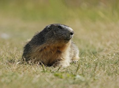 Alpenmarmot / Alpine Marmot