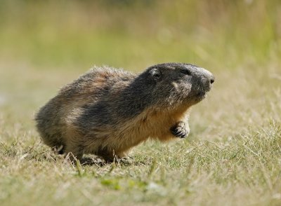 Alpenmarmot / Alpine Marmot