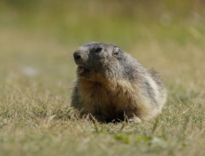 Alpenmarmot / Alpine Marmot