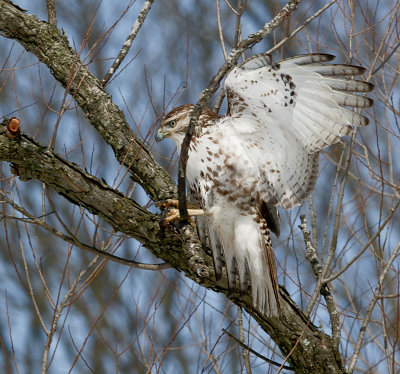 Hawk Landing at Middlecreek Wildlife Preserve