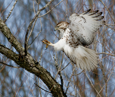 Hawk Landing at Middlecreek Wildlife Preserve