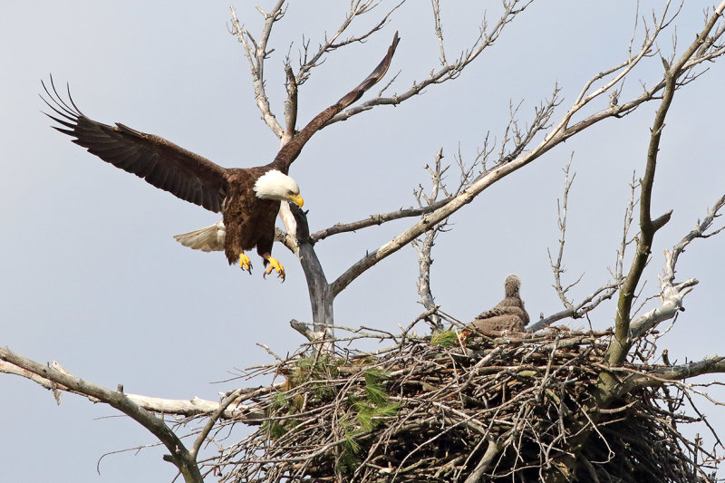 Returning to the Nest