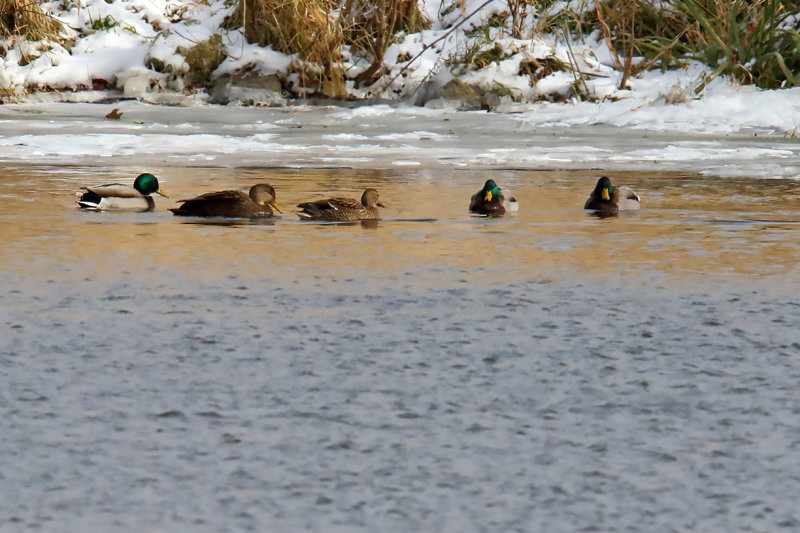 Hanging with the Mallards