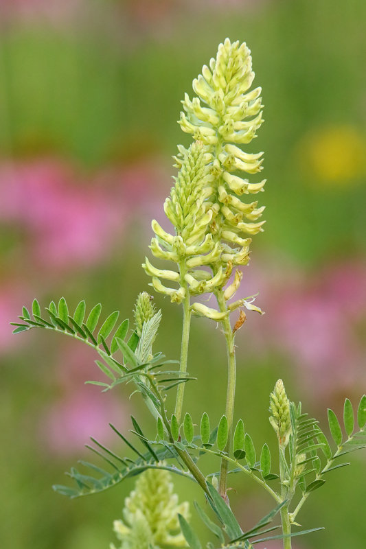 Prairie Wildflower