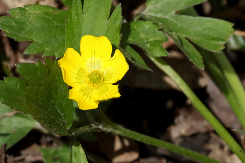 Little Buttecup
