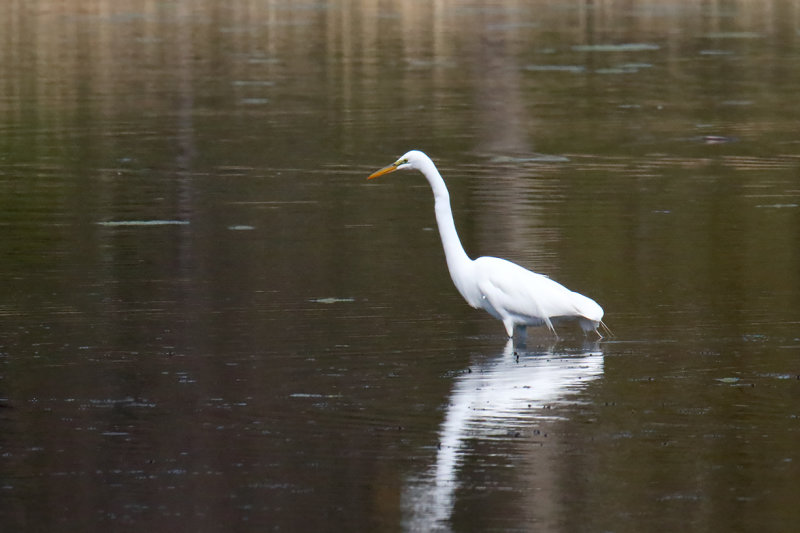 Pacing the Pond