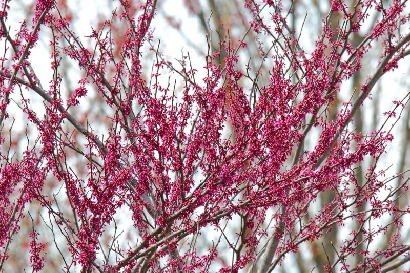 Blooming Bush