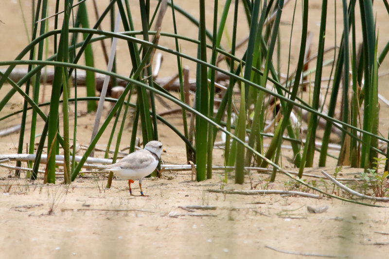 Bird on the Beach