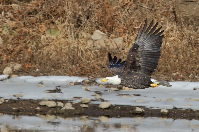 Flying Low