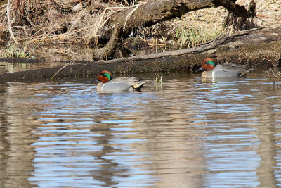 Two Teal