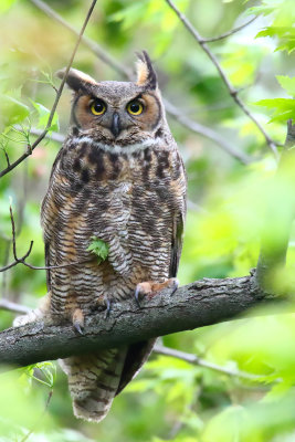 Day Owl
