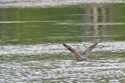 Flight Across the Fox