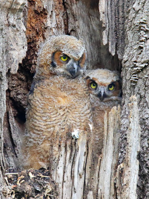 Alert Owlets