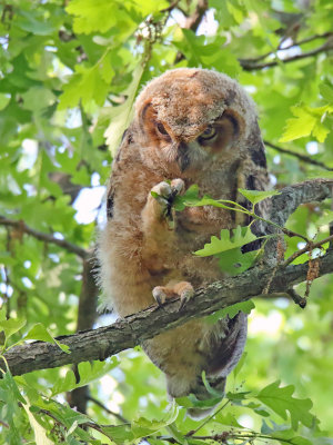 Owl and Oak