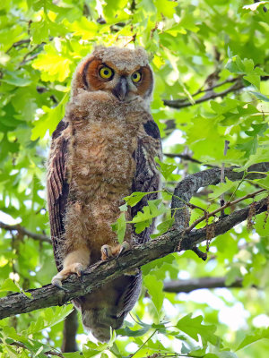 From Owlet to Owl