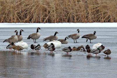 Sleeping Swans