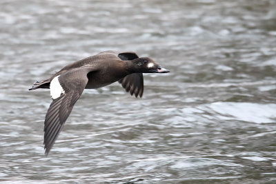 Scoter Scooting 