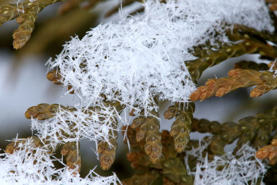 Snow Needles