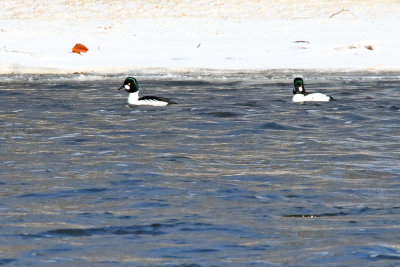 Swimming Past the Snow