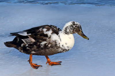 Duck Atop Ice