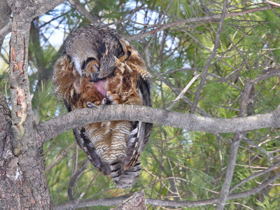 Owl Shower