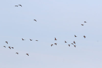 Flock in Flight